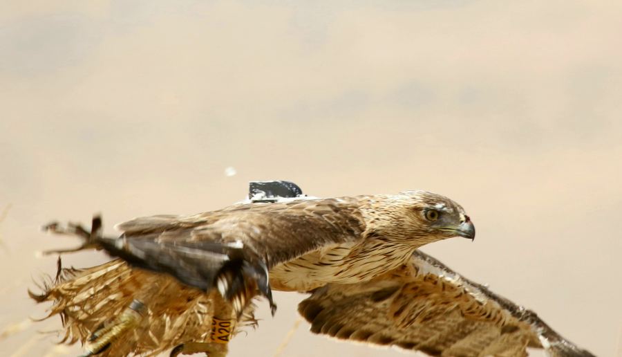  برعاية سلطة جودة البيئة: جمعية 